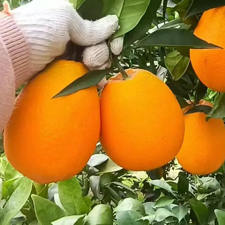 奉节脐橙纽荷尔纸箱10斤装重庆产地直发现摘橙子新鲜正宗顺丰20