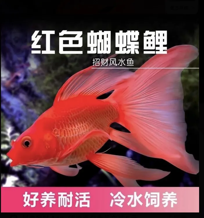 红色蝴蝶鲤活鱼锦鲤观赏鱼锦鲤鱼观赏鱼普身短身大鳍大尾蝴蝶鲤