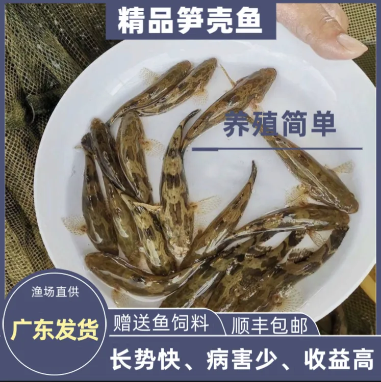 【广东值发】优质笋壳鱼5-7厘米云斑尖塘鳢沙塘鳢石头鱼杂交泰笋