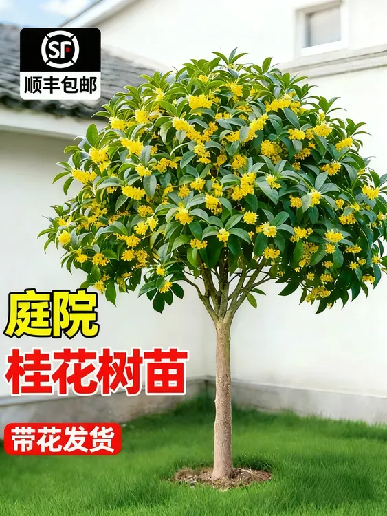 庭院绿植盆栽浓香型桂花苗