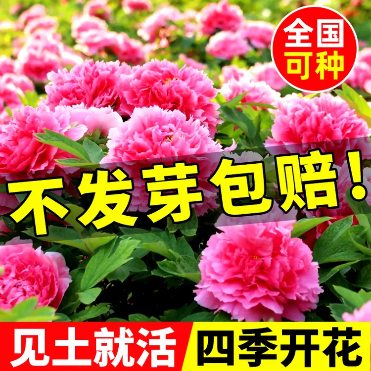 【新疆包邮】洛阳牡丹种籽牡丹花种子混色春播四季盆栽阳台观赏
