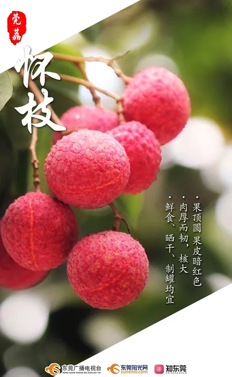 怀枝荔枝（带箱6斤带枝净重4斤）广东省外包邮
