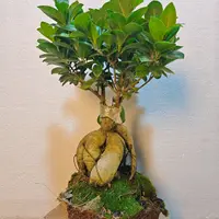 矮霸人参榕盆景室内室外庭院绿植四季长青榕树【大熊推荐好物】