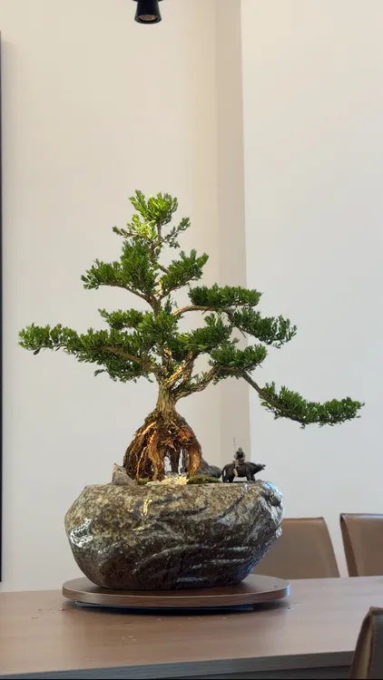 广东皱皮老桩黄杨盆景室内外好养