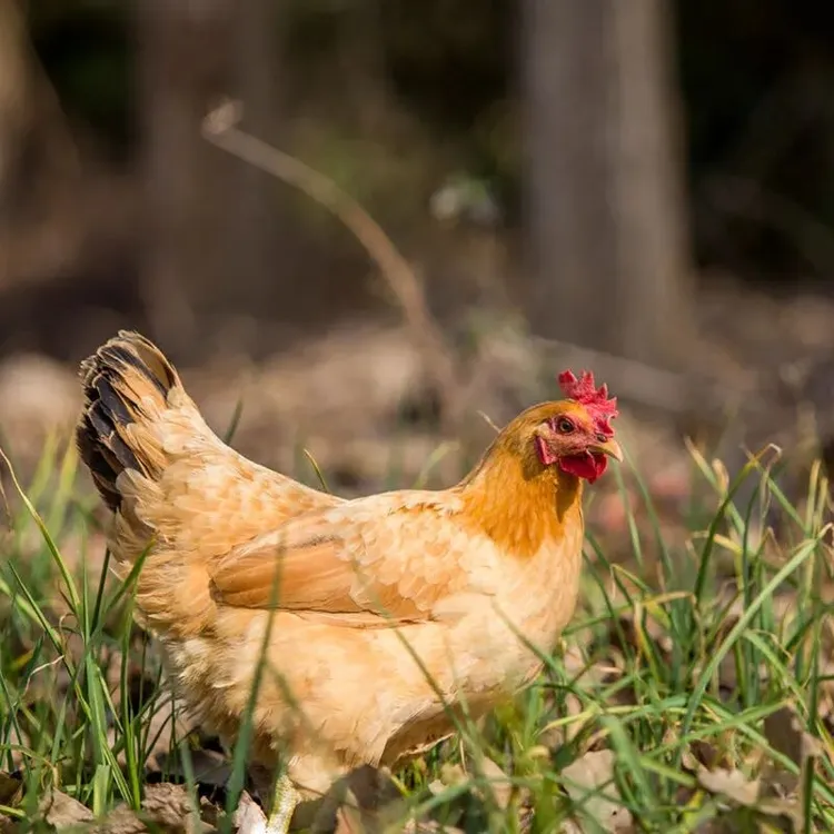 散养正宗新鲜现杀青年鸡黄油老母鸡吃五谷肉质鲜美（包邮）