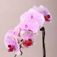 悠花里蝴蝶兰（蒙娜丽莎全花）叶片微瑕开花珠发货