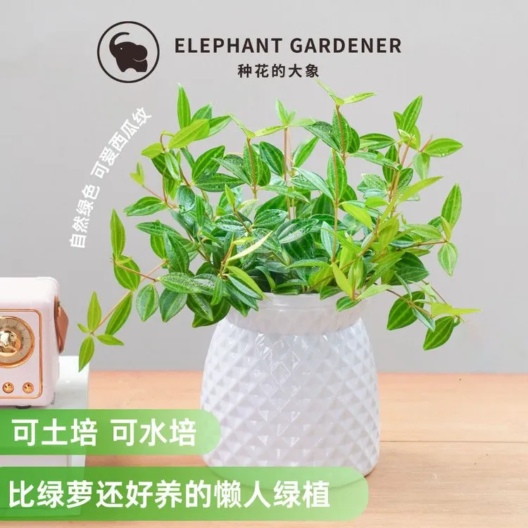 种花的大象钻石翡翠吊兰藤类绿植净化空气家居装饰室内好养活盆栽