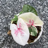 11-0924泰国发货月亮宝石