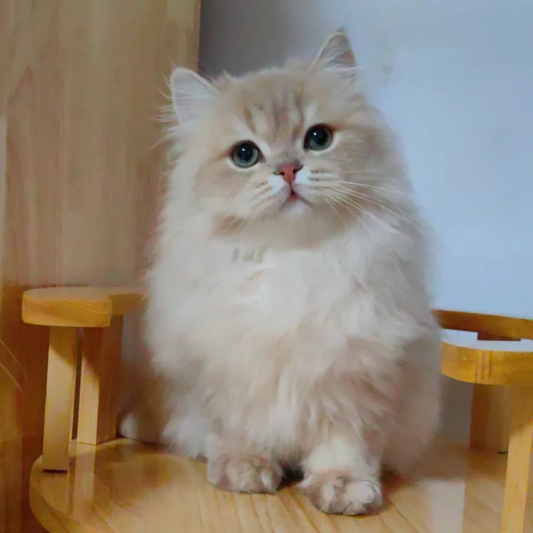 【猫咪】+英长+紫金携小鹿金弟弟+1只+8月龄