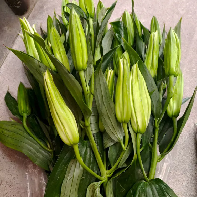 多头白百合5-7头