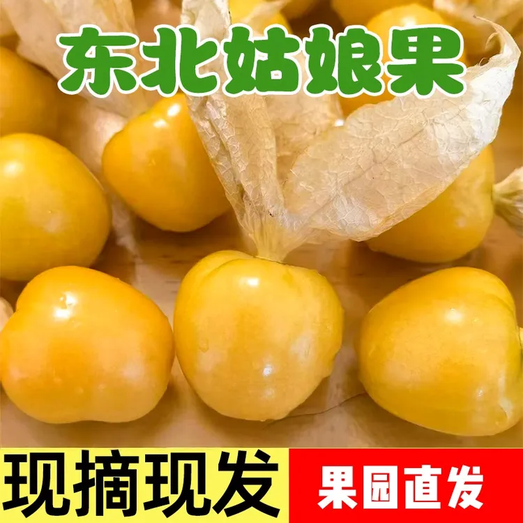 【大嘴鲜果】东北特产姑娘果灯笼果菇娘果维C水果新鲜采摘产地直发