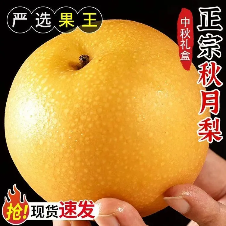 正宗莱阳秋月梨冰糖蜜梨当季新鲜水果精品大果整箱包邮水果礼盒装