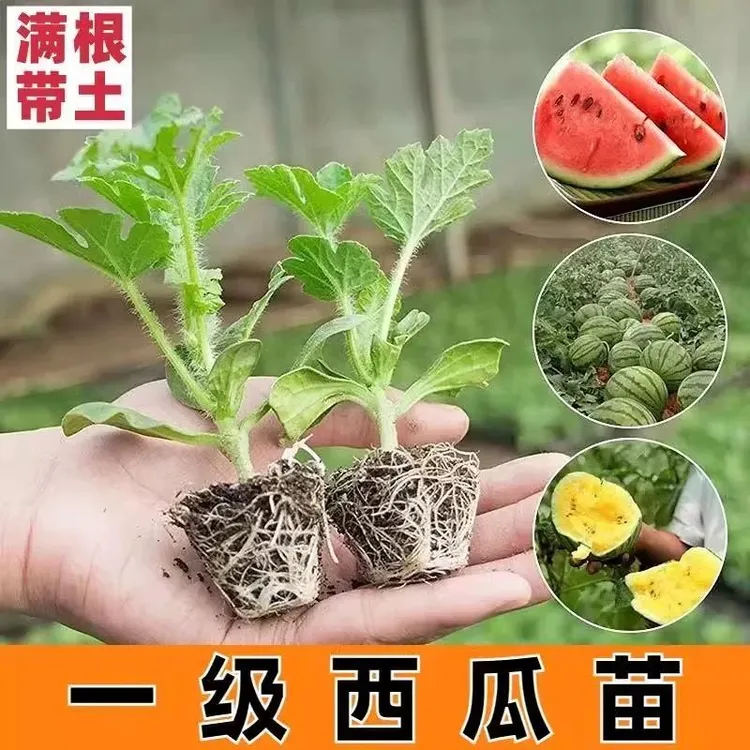 西瓜苗嫁接8424特甜麒麟超甜2K嫁接西瓜黑美人黄壤盆栽西瓜蔬菜苗