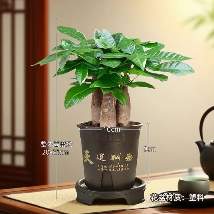 暖卉发财树盆栽室内绿植桌面花卉中式禅意招财运植物四季常青好养