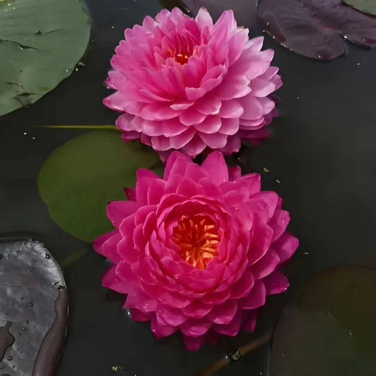 鸽子血【大花重瓣】 带花苞发货 睡莲花盆水缸四季种植 水培花卉