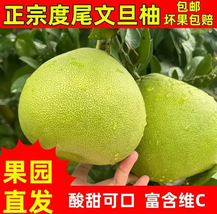 福建仙游正宗度尾文旦柚子新鲜当季红心老树柚子应季时令孕妇水果