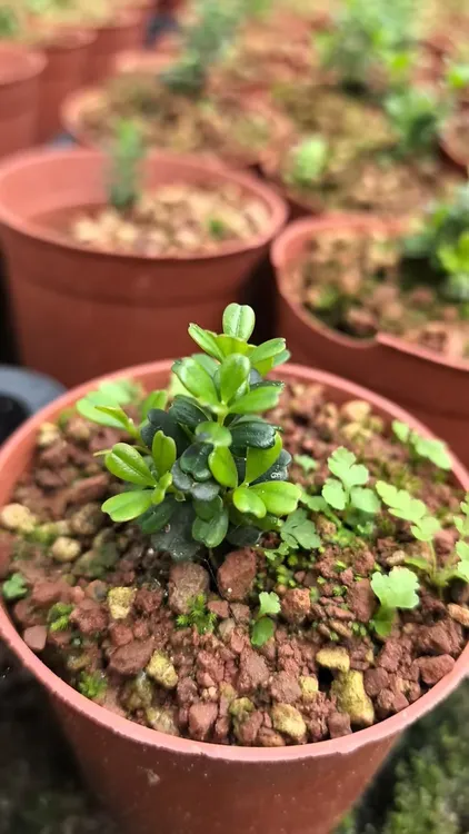 室内小绿植盆栽风米黄杨凤凰凤米赛珍珠燕尾