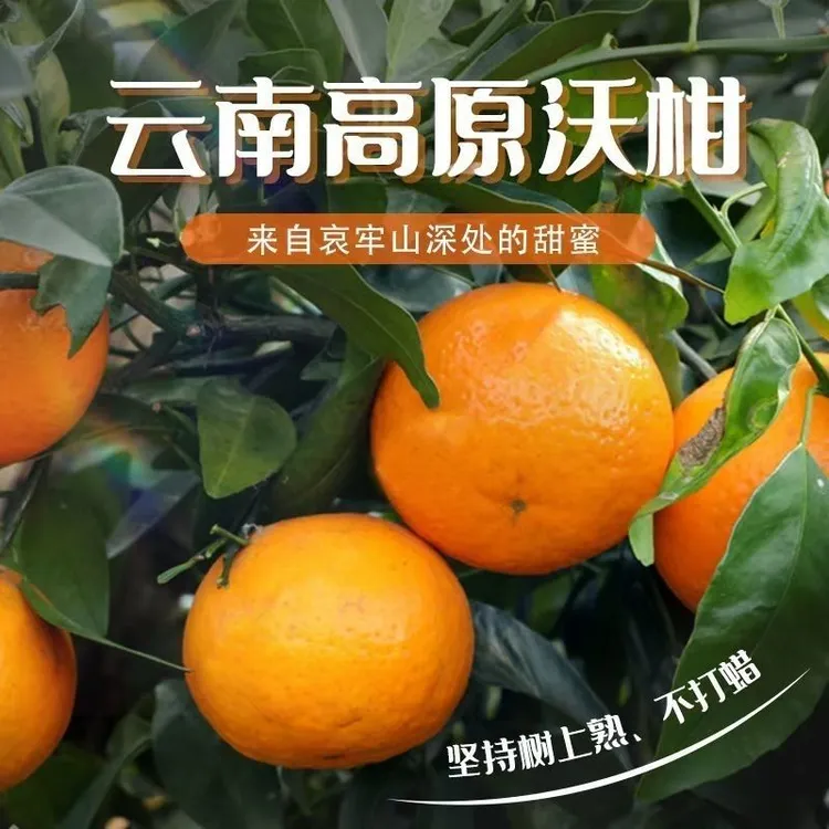 2025正宗云南高原沃柑现摘新鲜沃柑水果橘子整箱包邮头茬应季鲜甜