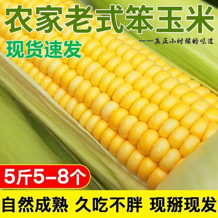 正宗山东老式笨玉米老品种黄玉米不甜不糯5斤现摘现发早餐代餐粗