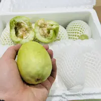 【一箱】糖豆蜜瓜香瓜 酥脆鲜嫩  带箱3.2斤7个左右  只限山西省内