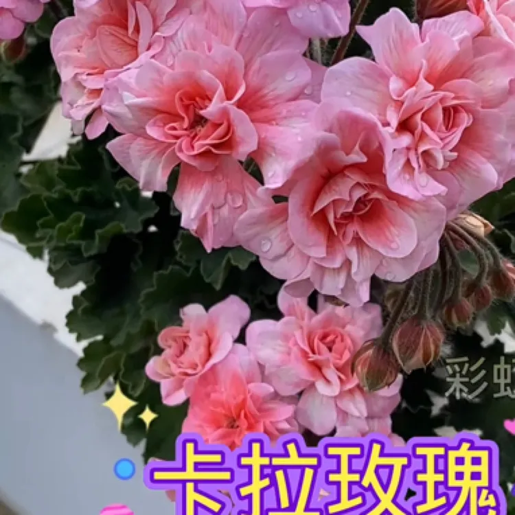 卡拉玫瑰 半兽新品直立天竺葵