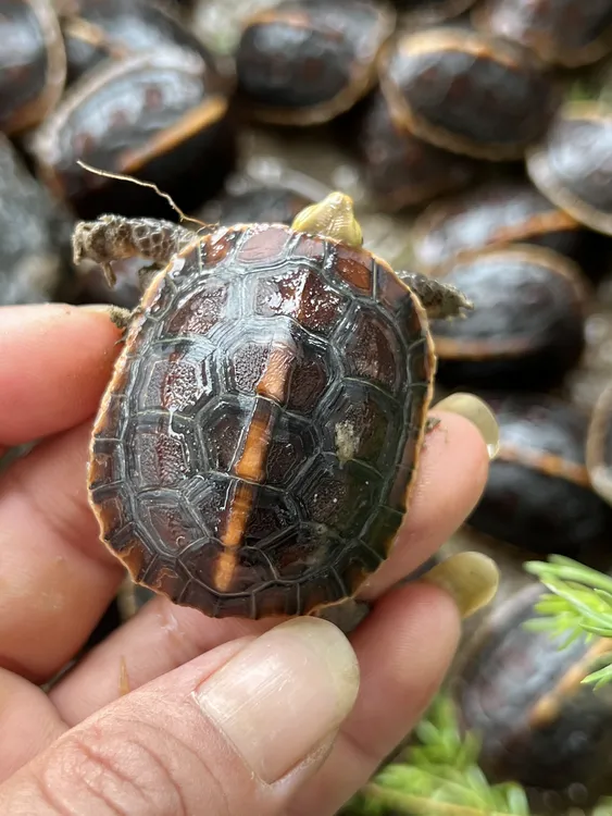 宠物龟活体半水龟安缘大陆缘缘