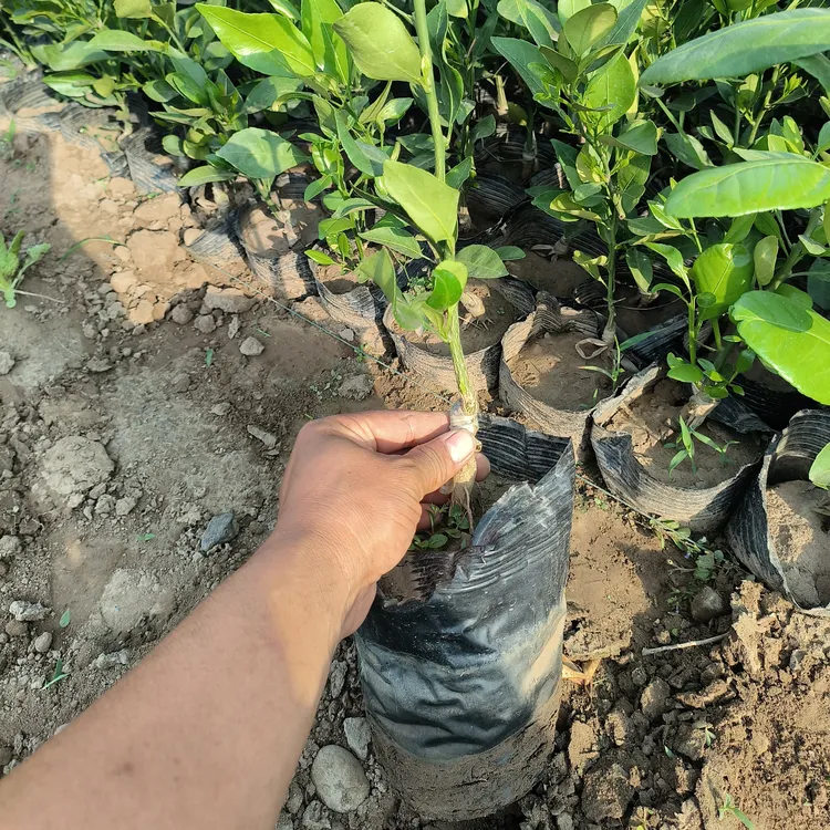 庭院栽培种植绿植花果树木