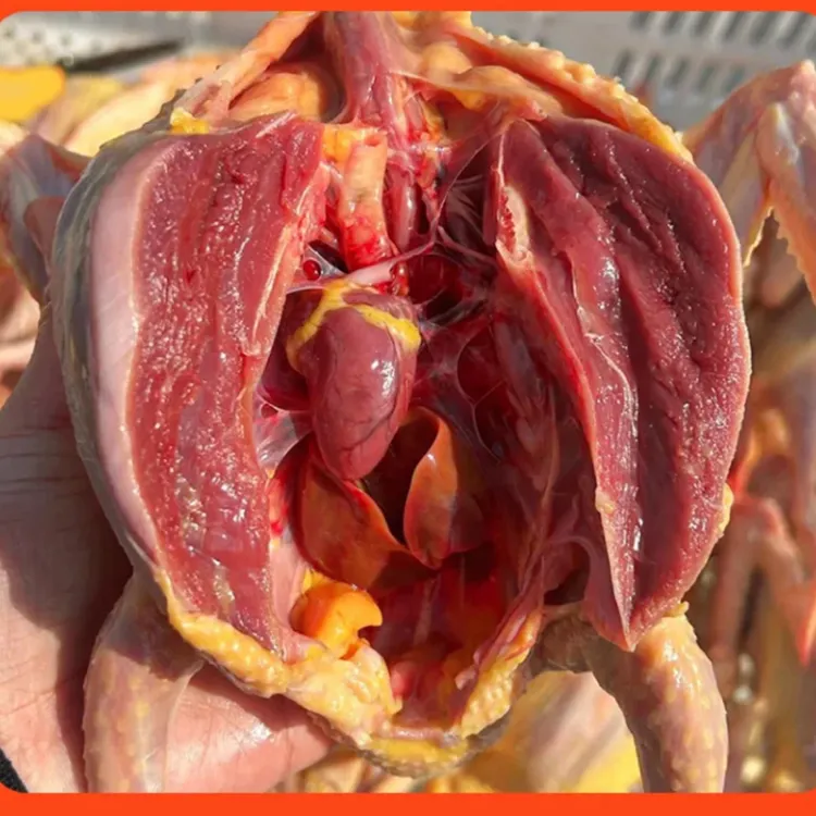 6只装-6两 农村散养土鸽子新鲜现杀带内脏急冻锁鲜顺丰/京东包邮