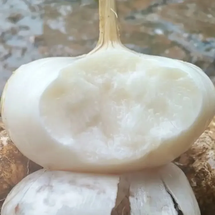 《雾都幺妹》重庆新鲜地瓜凉薯甜似水果适合孕妇妈妈应季蔬菜的白色