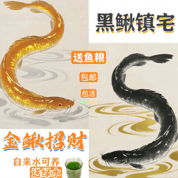 黄金泥鳅中华泥鳅观赏鱼冷水鱼淡水鱼好养耐活鱼清道夫清理工具鱼