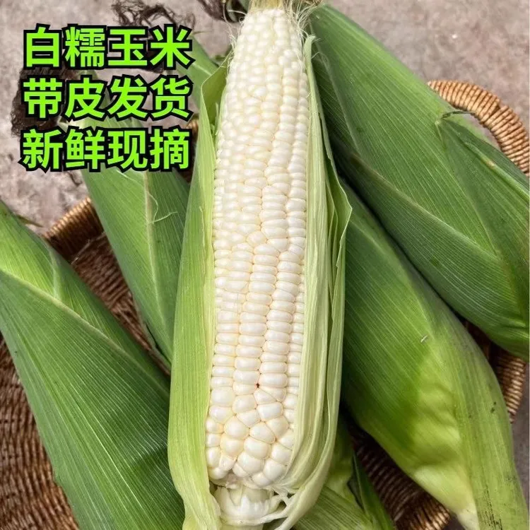 糯米玉米白糯玉米广西新鲜现摘甜糯玉米带皮带壳香甜可口当季粗粮