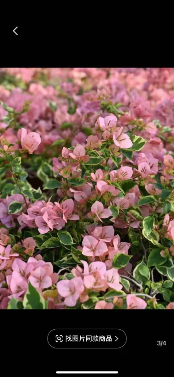 斑叶台湾姑娘小苗袋苗，包对版