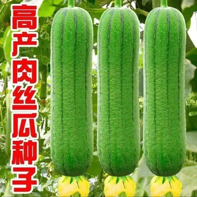 【香嫩肉丝瓜种子】家庭阳台小院盆栽地栽四季种植