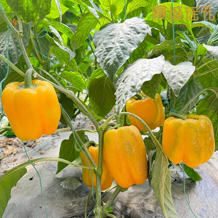 辣椒系列 彩椒/线椒/螺丝椒/泡椒 现摘现发新鲜辣椒 包邮