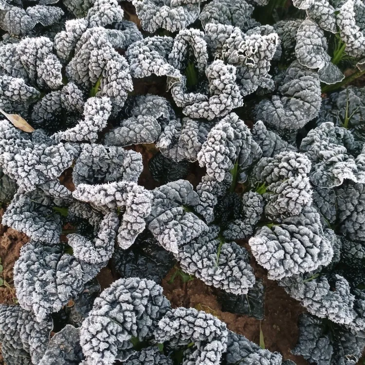 湖北随州安居霜打泡泡青新鲜现摘农家露天青菜火锅配菜