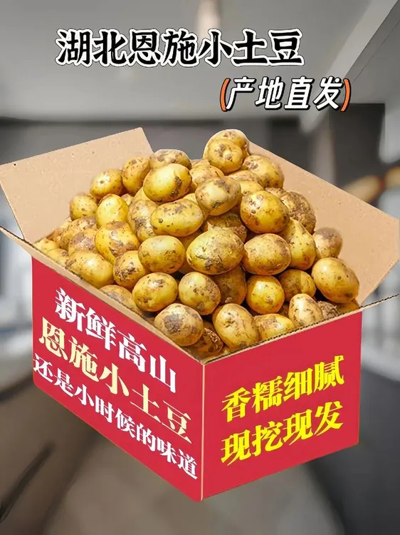 网红恩施高山黄心小土豆新鲜现挖迷你马铃薯洋芋[粉糯香甜]