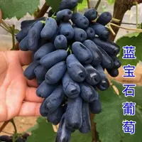 【正宗蓝宝石葡萄树苗】葡萄苗盆栽地栽阳台庭院四季种植果树苗
