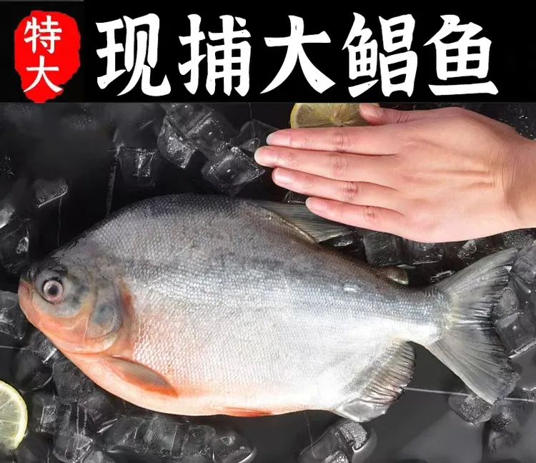 连云港6条大号红鲳鱼共6.5斤左右（450-550g/条）肉厚刺少肉质鲜美