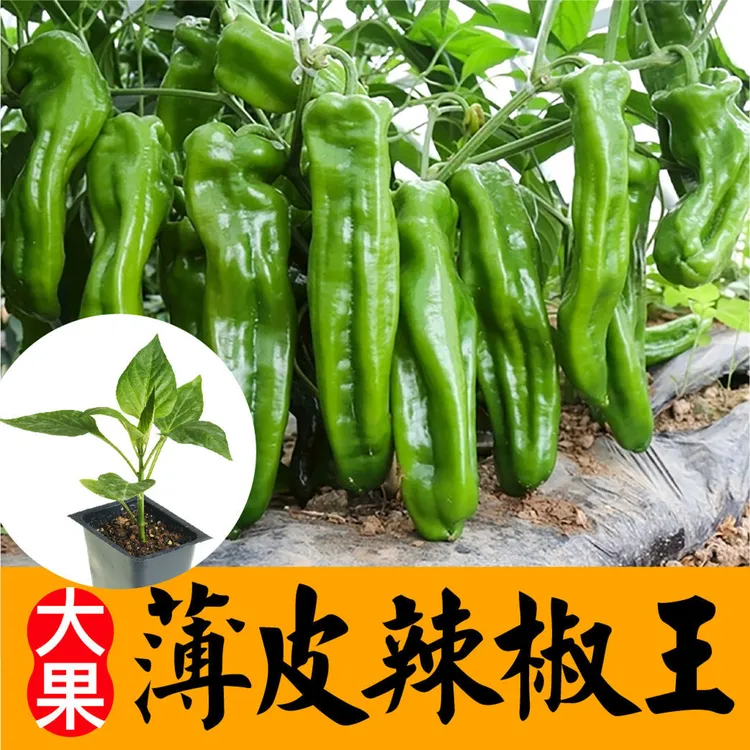 正品高产薄皮西蓝花适合阳台庭院早熟高产菜苔种子四季都能种先生