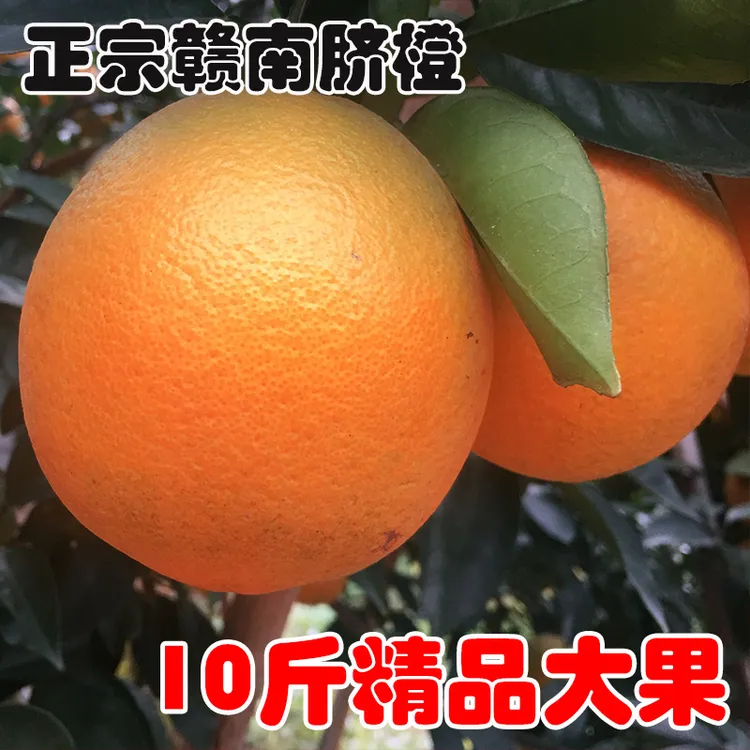 正宗江西赣南脐橙寻乌新鲜采摘果园直发香甜多汁赣州10斤现发皮薄