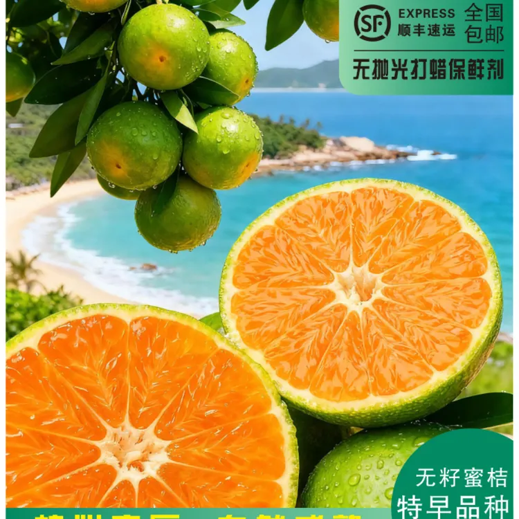【海岛蜜桔】象山新鲜现摘现发风味浓青皮橘子9甜1酸无籽3/5斤包邮