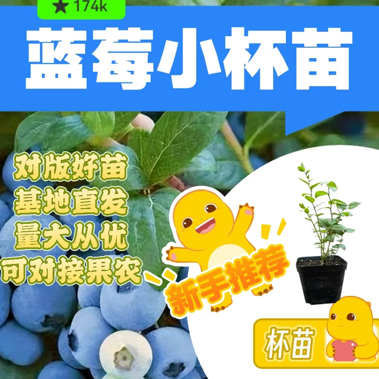 【杯苗】L291702比安卡pop西班牙42花香25薄雾南北方均可种植