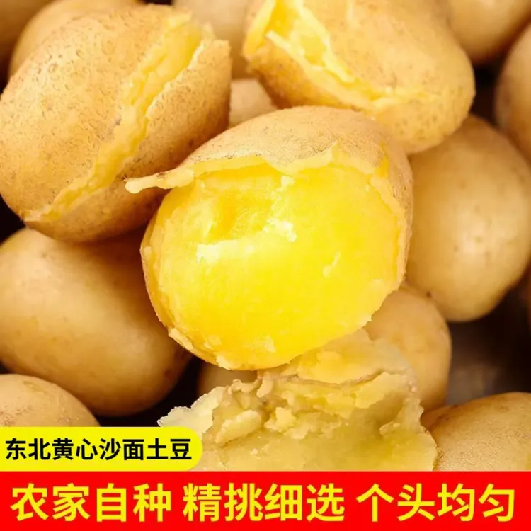 【带箱9.5-10斤】黄心土豆2025东北黄心土豆糯粉面开花黄心马铃薯