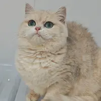 来了姊妹-蓝金英短猫-妹妹-06