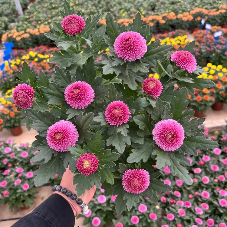 七彩乒乓球菊四季开花菊花带花盆栽花卉庭院阳台好养室内绿植粉色