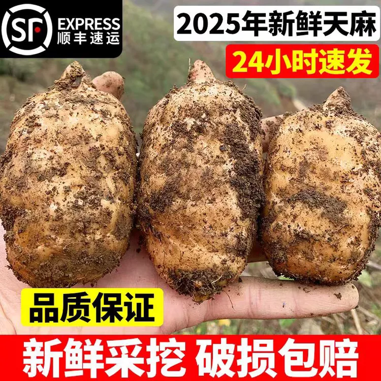 云南新鲜乌天麻现挖现发高山林下三年仿野生种植