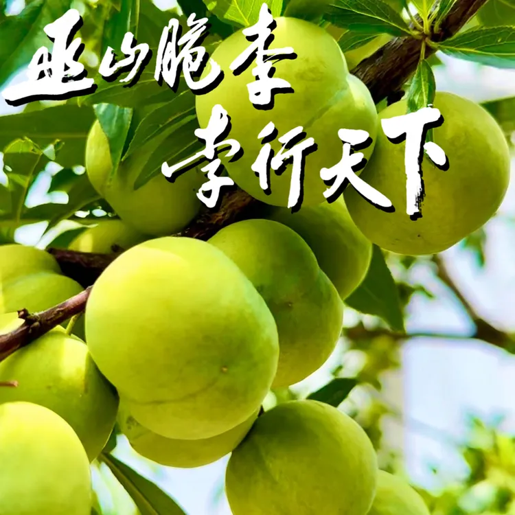 【巫山脆李】重庆巫山脆李新鲜水果酸甜多汁脱骨李