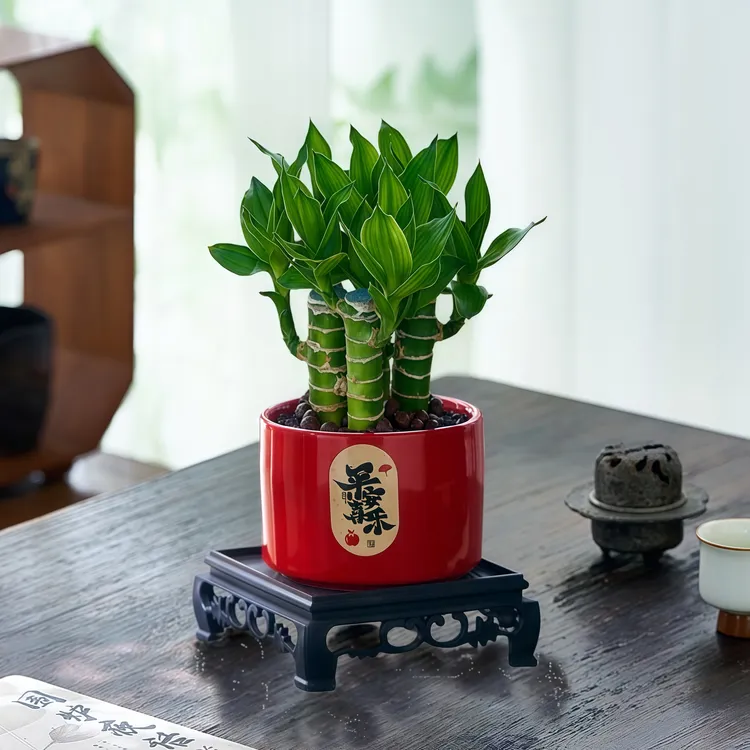 文昌竹4支金榜提名富贵竹带根室内书桌面绿植净化空气好养活盆栽