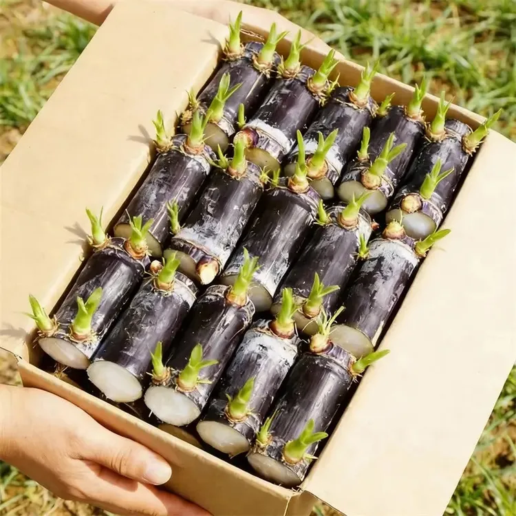 广西黑皮甘蔗适合南北方种植水果甘蔗肥料单质磷肥C商品图