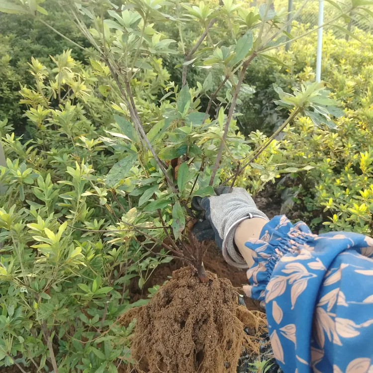 毛杜鹃春娟母本带泥土工程庭院小区道路阳台绿植4-6月开花2棵包邮